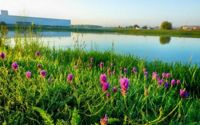 Zöldfelületek újragondolva: élő, értékteremtő ökoszisztémák a vállalatnál